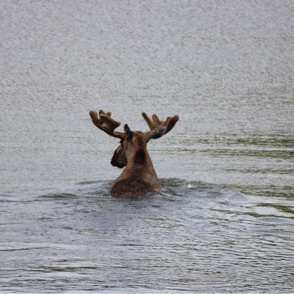 $ - Picture 13 of 16